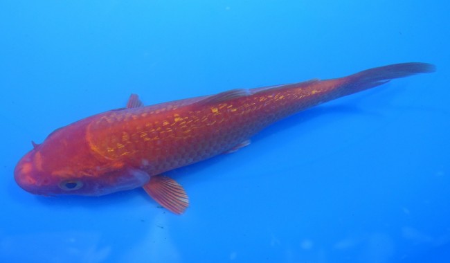 錦屋養鯉場 　ダイヤ銀鱗 紅黄金　13cm 　錦屋養鯉場 　錦鯉販売　通信販売