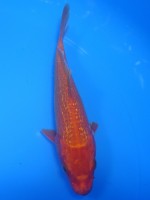  　ダイヤ銀鱗 紅黄金　13cm 　