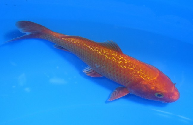 錦屋養鯉場 　ダイヤ銀鱗 紅黄金　13cm 　錦屋養鯉場 　錦鯉販売　通信販売