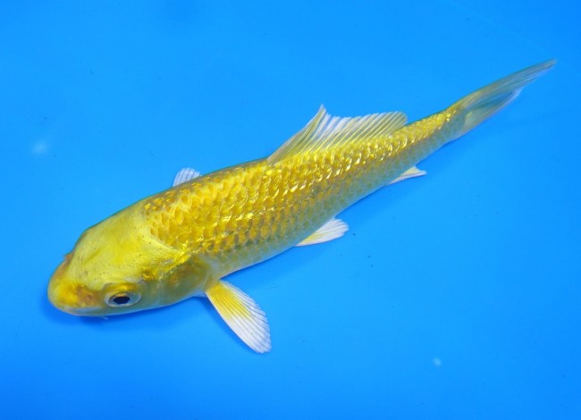 錦屋養鯉場 　ダイヤ銀鱗 黄金　11cm 　錦屋養鯉場 　錦鯉販売　通信販売