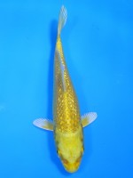  　ダイヤ銀鱗 黄金　11cm 　