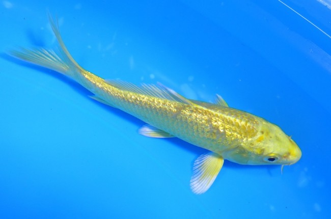 錦屋養鯉場 　ダイヤ銀鱗 山吹黄金　12cm 　錦屋養鯉場 　錦鯉販売　通信販売