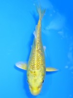  　ダイヤ銀鱗 山吹黄金　12cm 　