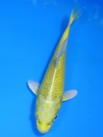  　 山吹黄金　13cm 　