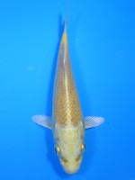  　 山吹黄金　15cm 　