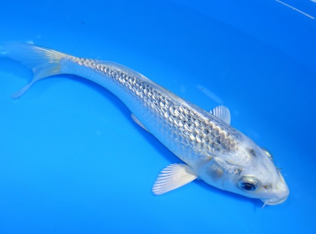 錦屋養鯉場 　ダイヤ銀鱗ブループラチナ　16cm 　 錦鯉販売　通信販売　錦屋養鯉場