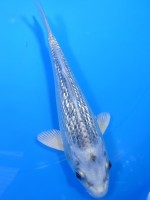  　ダイヤ銀鱗ブループラチナ　16cm 　 