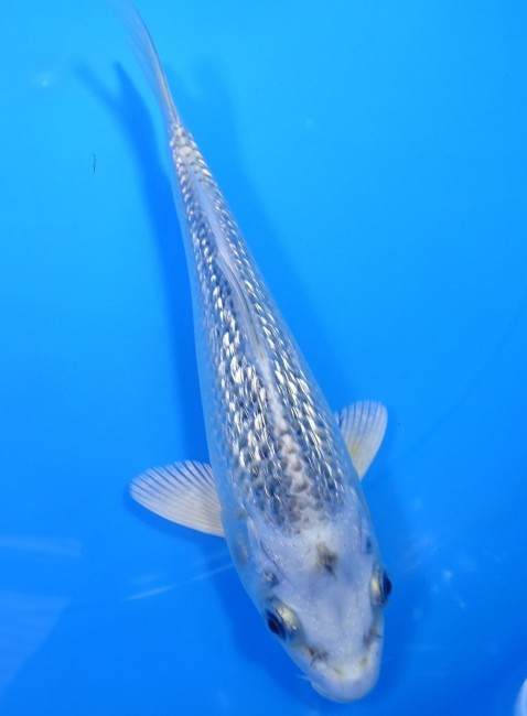 錦屋養鯉場 　ダイヤ銀鱗ブループラチナ　16cm 　 錦鯉販売　通信販売　錦屋養鯉場