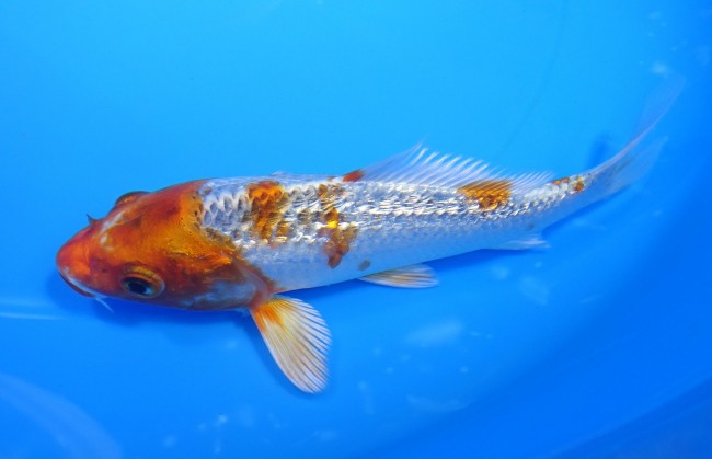 錦屋養鯉場 　ダイヤ銀鱗桜黄金　14cm　 錦鯉販売　通信販売　錦屋養鯉場