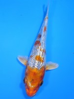  　ダイヤ銀鱗 桜黄金　14cm　 