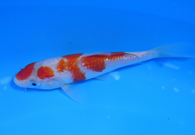 錦屋養鯉場 　 ダイヤ銀鱗 紅白　14cm　 錦鯉販売　通信販売　錦屋養鯉場