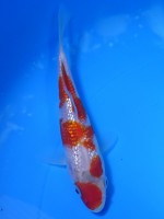  　 ダイヤ銀鱗 紅白　14cm　