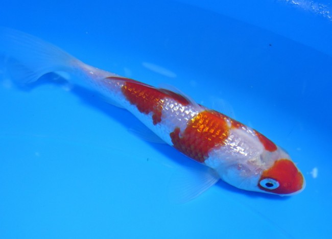 錦屋養鯉場 　 ダイヤ銀鱗 紅白　14cm　 錦鯉販売　通信販売　錦屋養鯉場