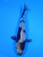 　白写り　15cm　