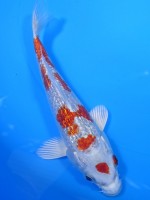 　ダイヤ銀鱗 桜黄金　15cm　 