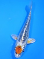  　丹頂クジャク黄金　14cm　 