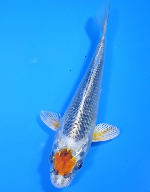 錦屋養鯉場 　丹頂クジャク黄金　14cm　 錦鯉販売　通信販売　錦屋養鯉場
