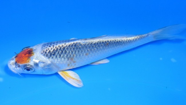錦屋養鯉場 　丹頂クジャク黄金　14cm　 錦鯉販売　通信販売　錦屋養鯉場