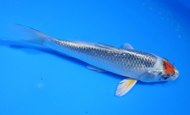 錦屋養鯉場 　丹頂クジャク黄金　14cm　 錦鯉販売　通信販売　錦屋養鯉場