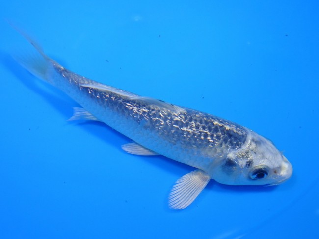 錦屋養鯉場 　ダイヤ銀鱗ブループラチナ　13cm 　 錦鯉販売　通信販売　錦屋養鯉場