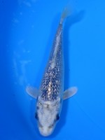 　ダイヤ銀鱗ブループラチナ　13cm 　 