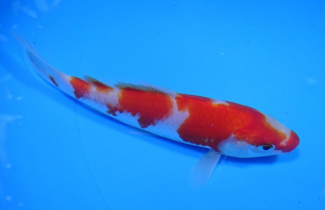 錦屋養鯉場 　 紅白　14cm　 錦鯉販売　通信販売　錦屋養鯉場