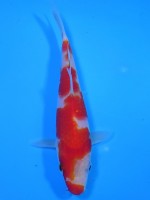 　  紅白　14cm　 