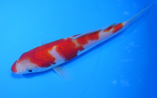 錦屋養鯉場 　 紅白　14cm　 錦鯉販売　通信販売　錦屋養鯉場