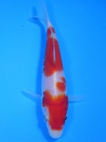  　紅白　15cm　