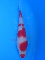  　紅白　13cm　 