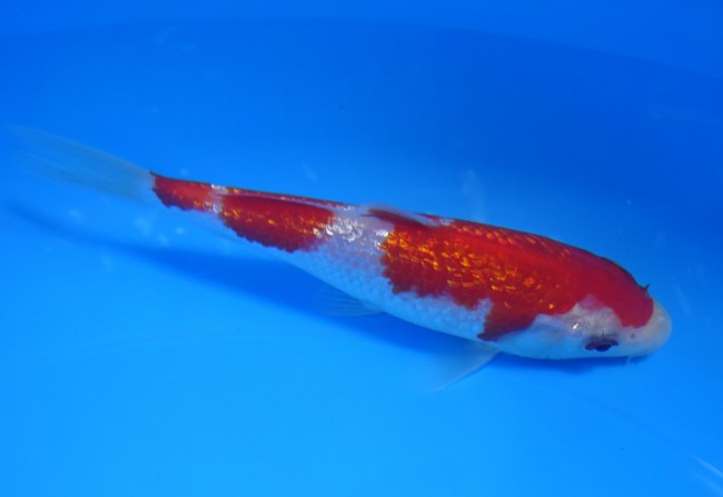 錦屋養鯉場 　 ダイヤ銀鱗 紅白　14cm　 錦鯉販売　通信販売　錦屋養鯉場
