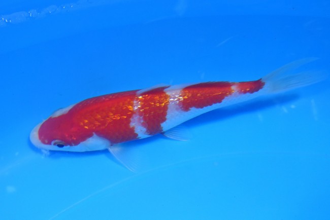 錦屋養鯉場 　 ダイヤ銀鱗 紅白　14cm　 錦鯉販売　通信販売　錦屋養鯉場