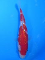  　 ダイヤ銀鱗 紅白　14cm　 