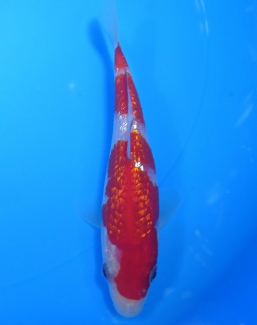 錦屋養鯉場 　 ダイヤ銀鱗 紅白　14cm　 錦鯉販売　通信販売　錦屋養鯉場