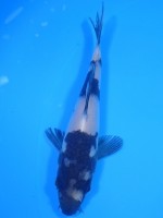 　白写り　12cm　