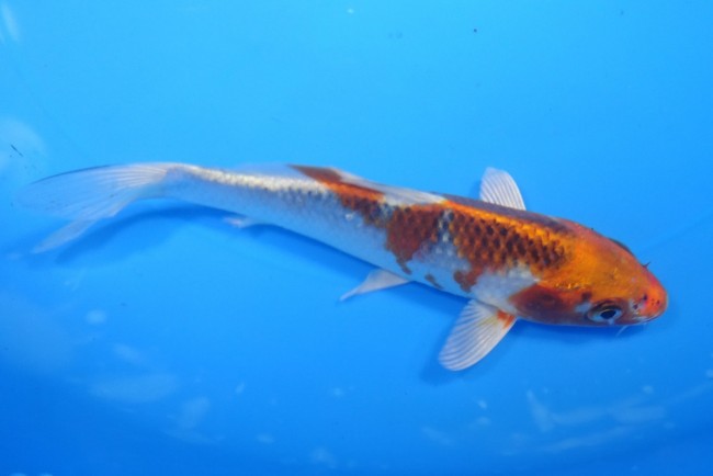 錦屋養鯉場 　クジャク黄金　15cm　 錦鯉販売　通信販売　錦屋養鯉場