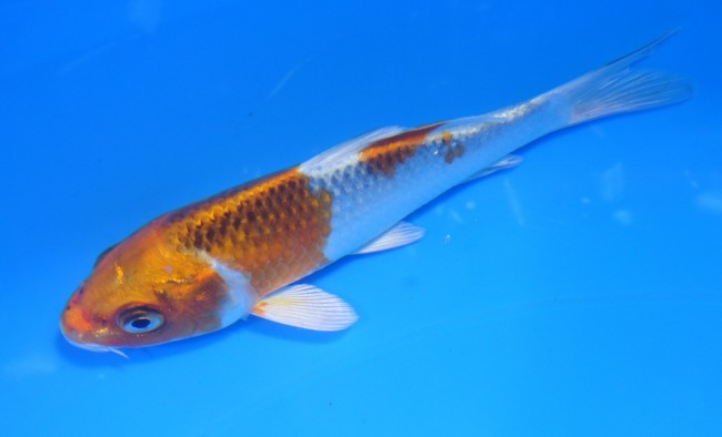 錦屋養鯉場 　クジャク黄金　15cm　 錦鯉販売　通信販売　錦屋養鯉場