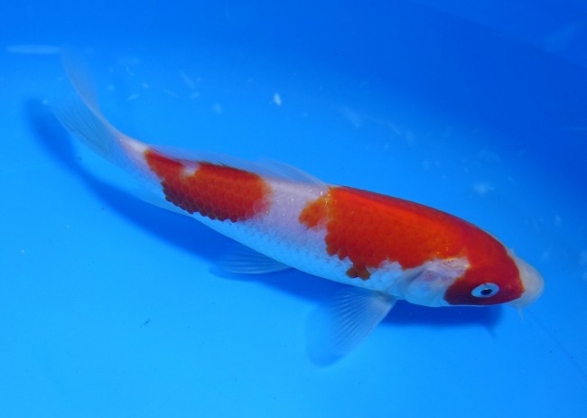 錦屋養鯉場 　紅白　15cm　 錦鯉販売　通信販売　錦屋養鯉場
