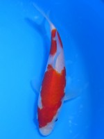  　紅白　17cm　 