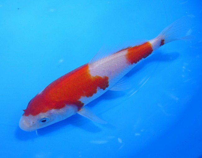 錦屋養鯉場 　紅白　15cm　 錦鯉販売　通信販売　錦屋養鯉場