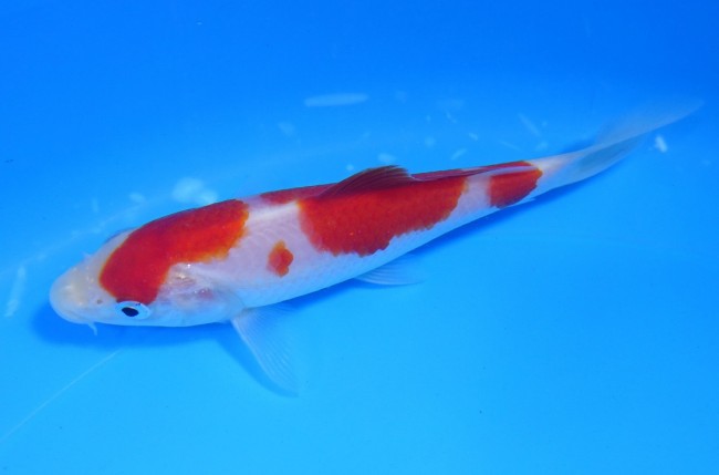 錦屋養鯉場 　紅白　15cm　 錦鯉販売　通信販売　錦屋養鯉場