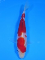  　紅白　15cm　 