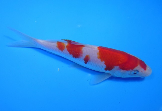 錦屋養鯉場 　紅白　15cm　 錦鯉販売　通信販売　錦屋養鯉場