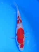  　紅白　15cm　