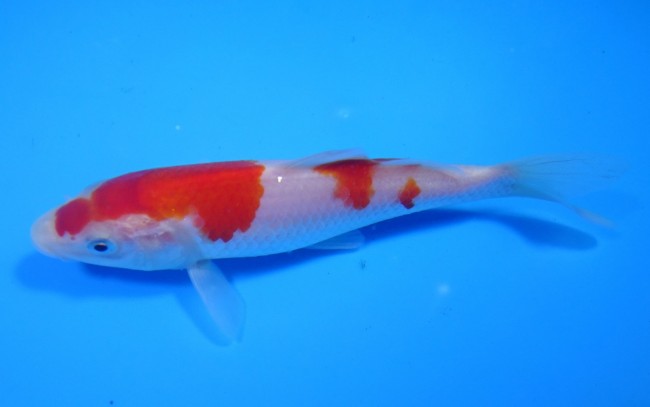 錦屋養鯉場 　紅白　15cm　 錦鯉販売　通信販売　錦屋養鯉場