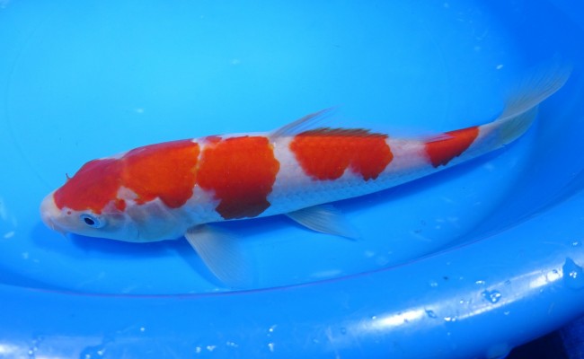 錦屋養鯉場 　紅白　26cm　 錦鯉販売　通信販売　錦屋養鯉場