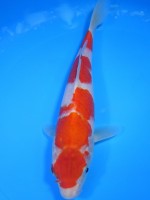 　紅白　26cm　 