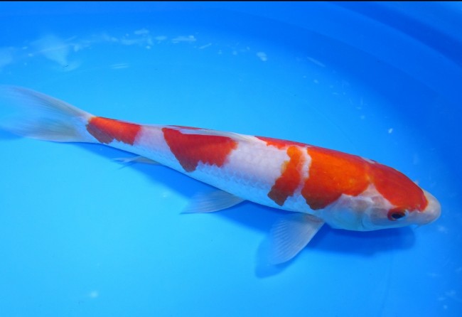 錦屋養鯉場 　紅白　26cm　 錦鯉販売　通信販売　錦屋養鯉場
