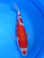  　口紅  紅白　26cm　 