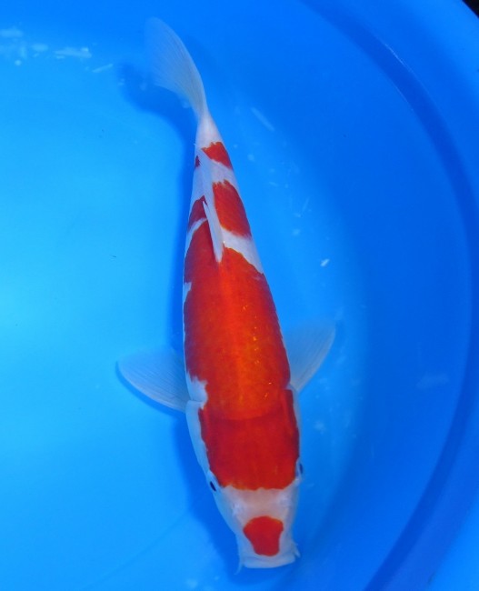 錦屋養鯉場 　紅白　26cm　 錦鯉販売　通信販売　錦屋養鯉場